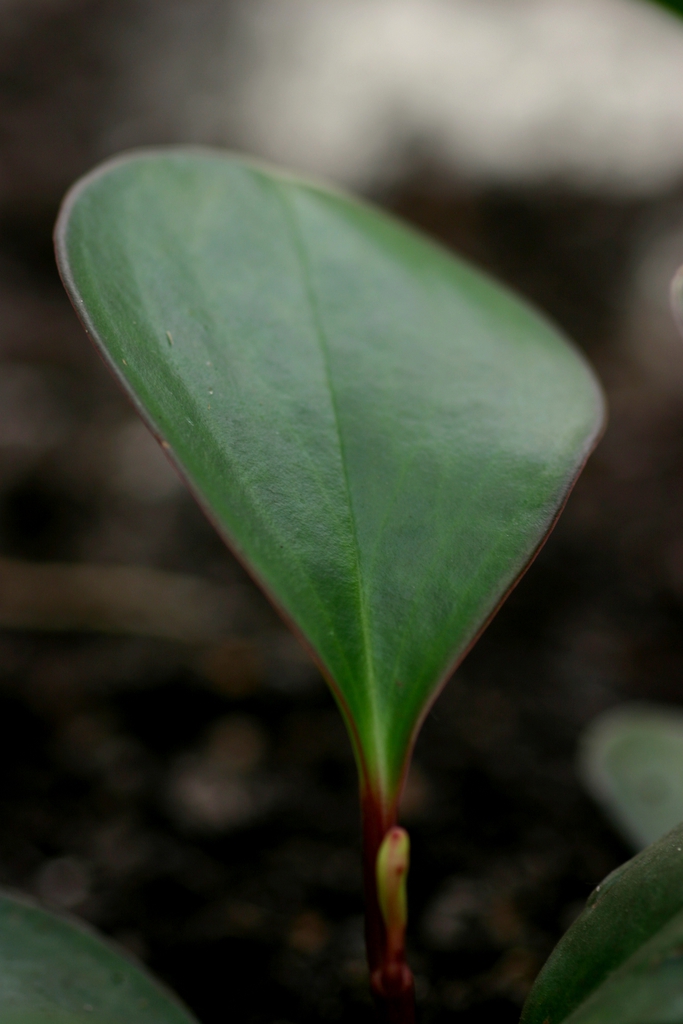Stem and Leaf