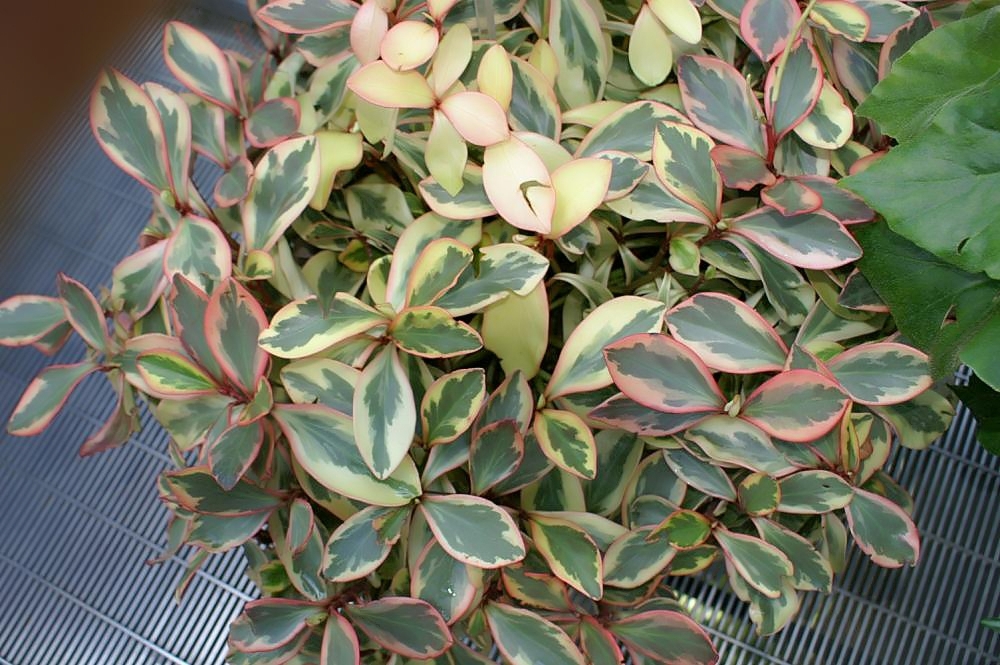 Leaves