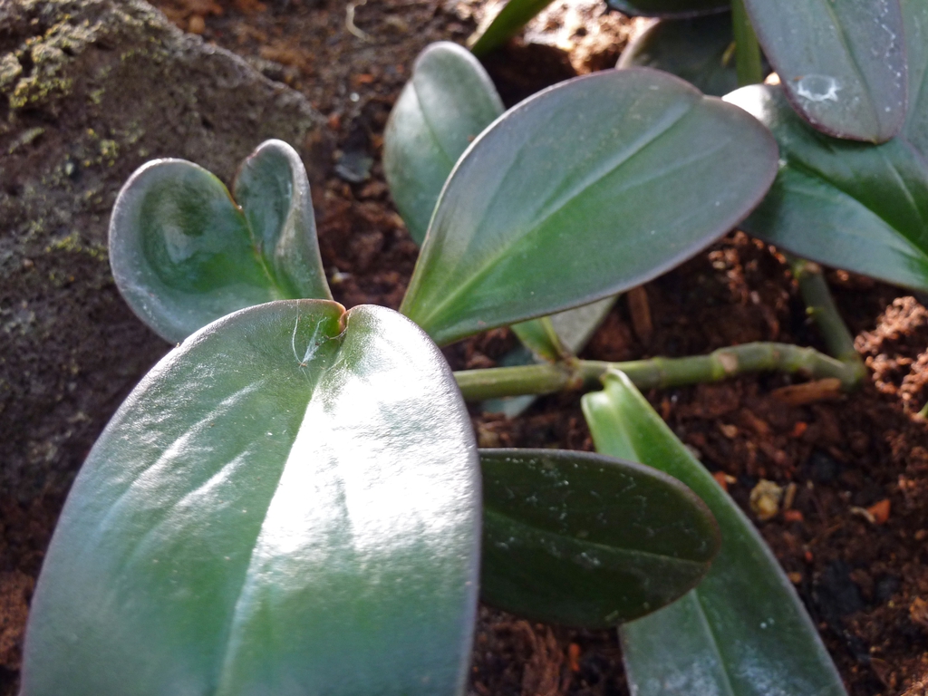 Stem and Leaves