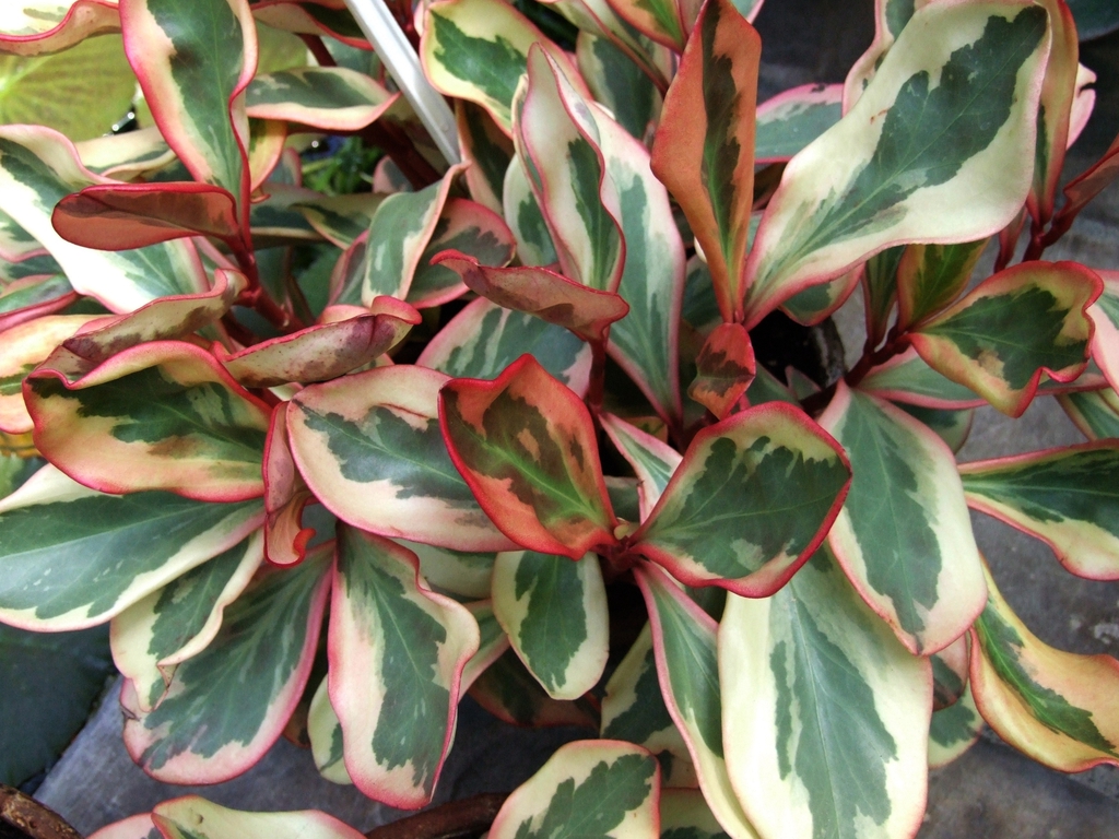 Leaves