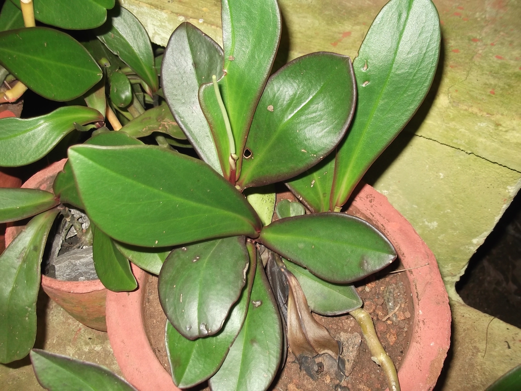 Form