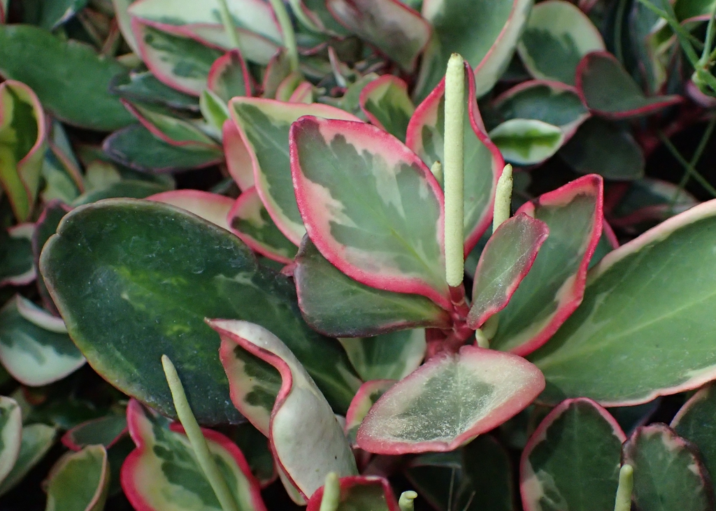 Leaves