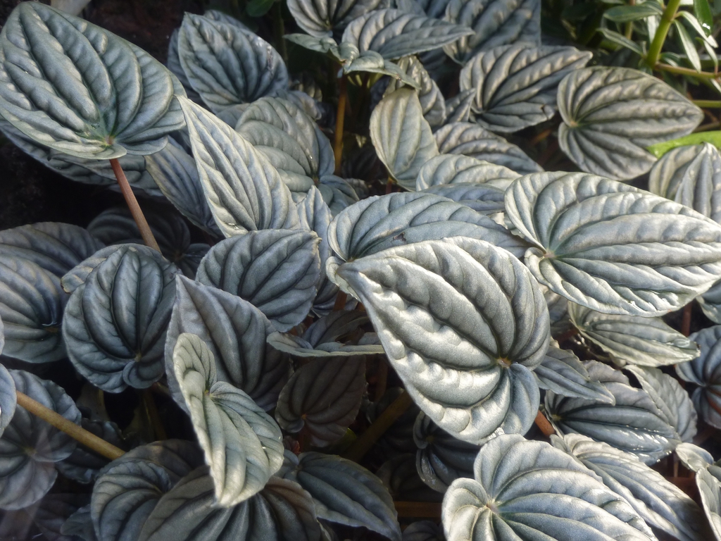 Form