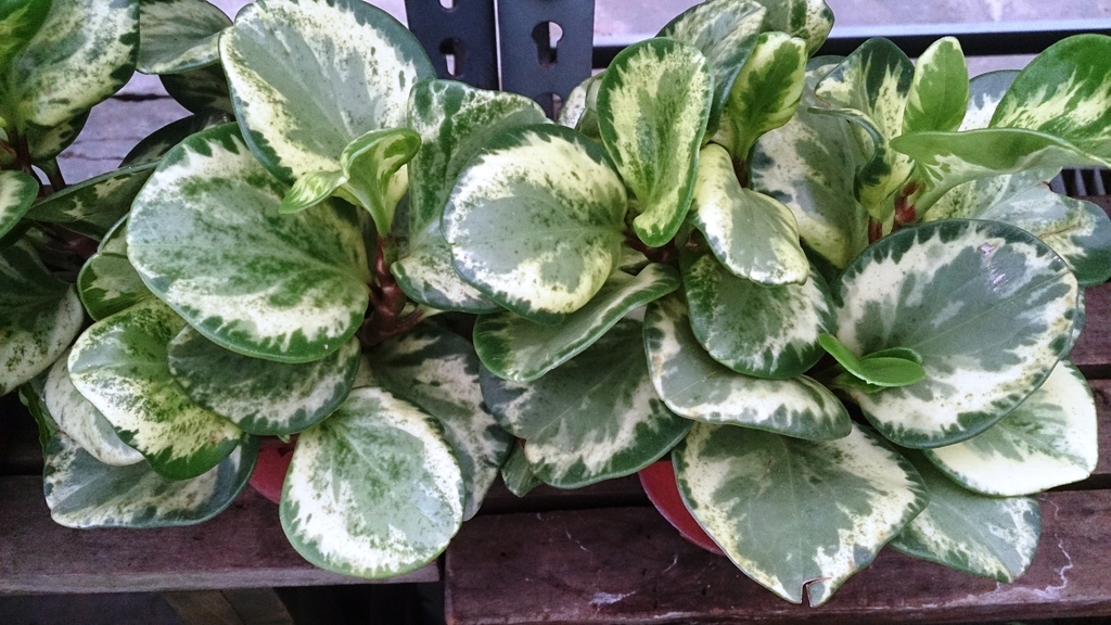 Form