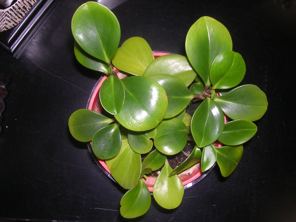 Peperomia obtusifolia