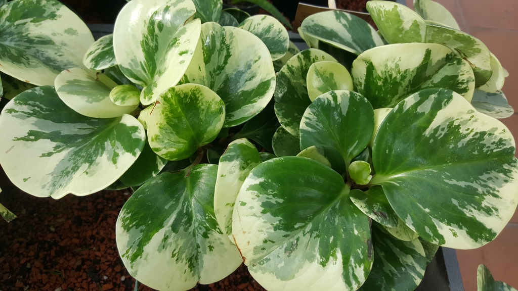 Form
