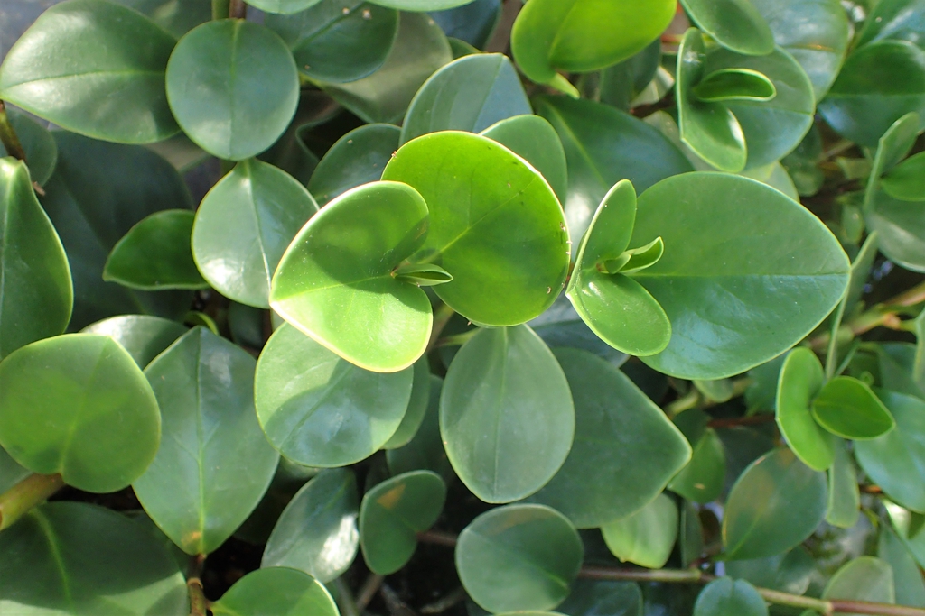 Leaves