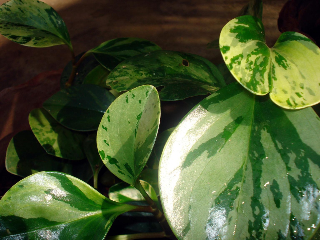 Leaves