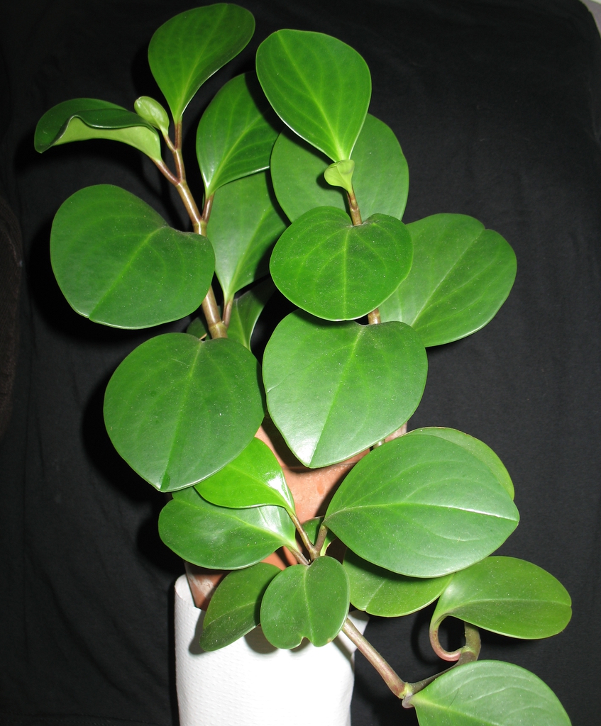 Stem and Leaves