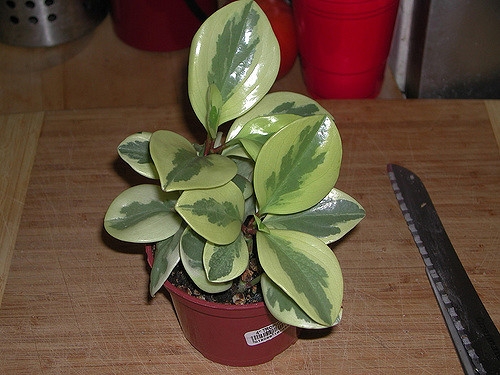 Peperomia obtusifolia