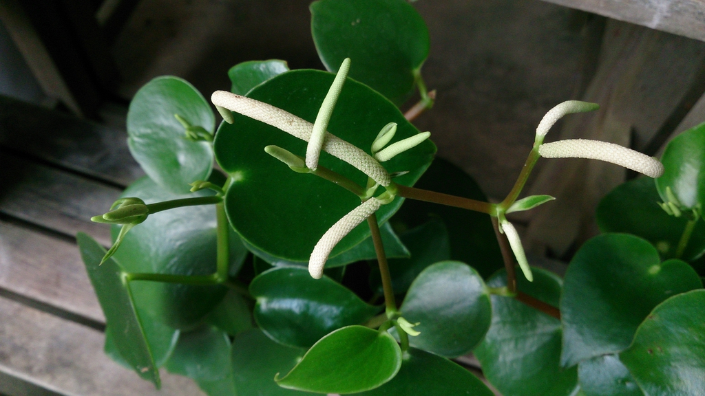 Leaves