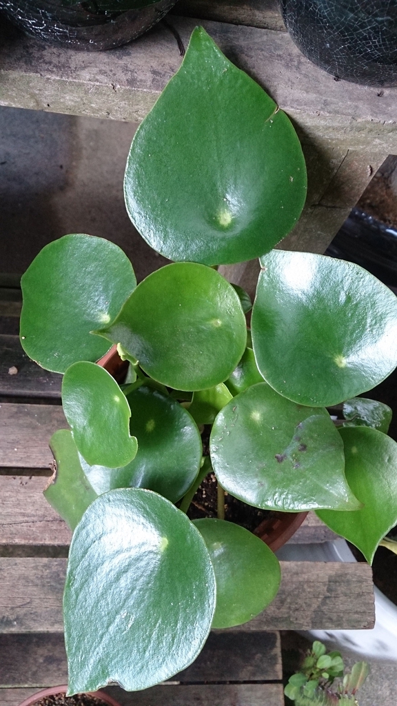Form