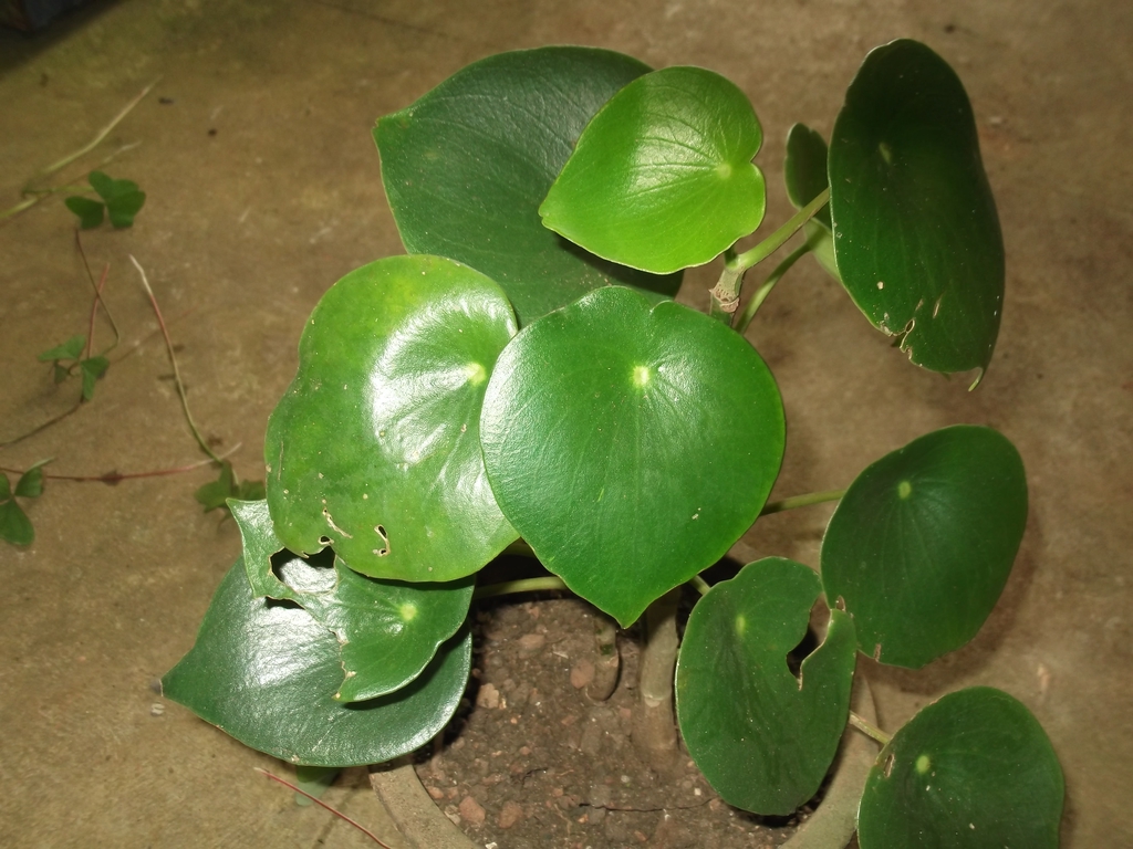 Form