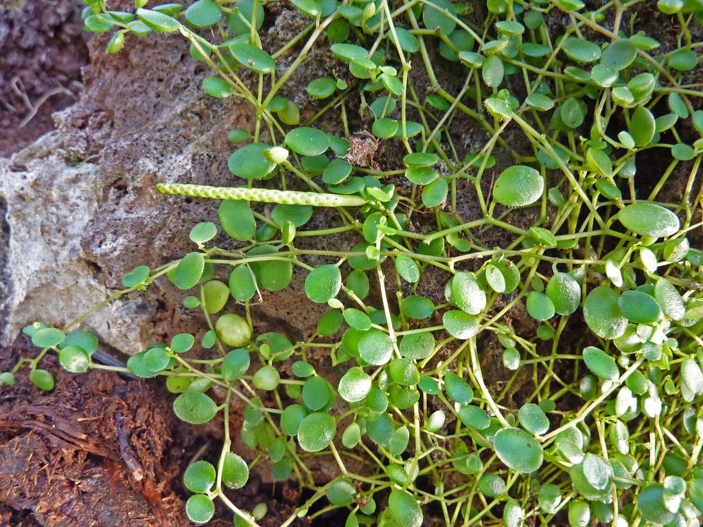 Form