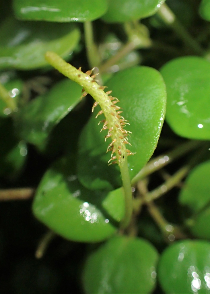 Form