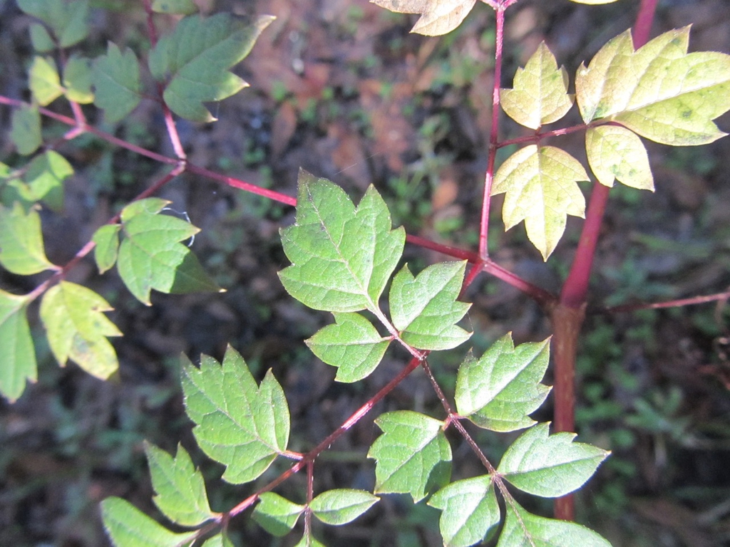 Leaf close up