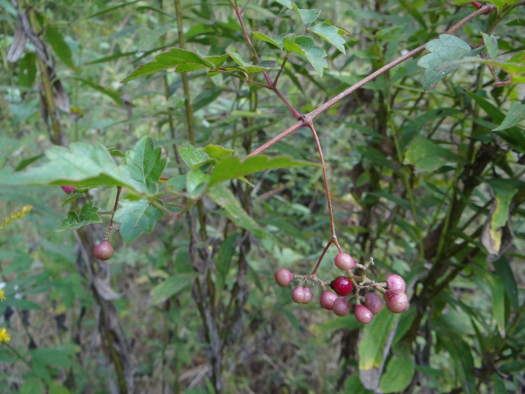 Fruit