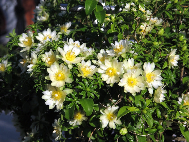 Leafy shoots and many white flowers with yellow stamens.
