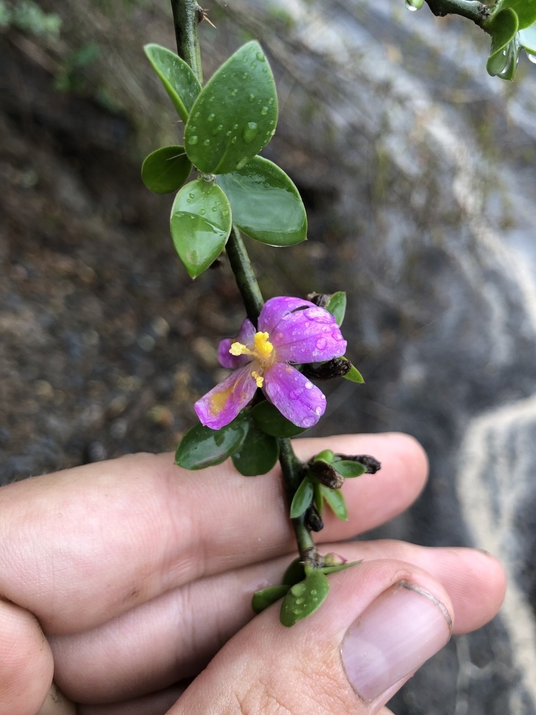 Hand holding shoot with one small pink flower.