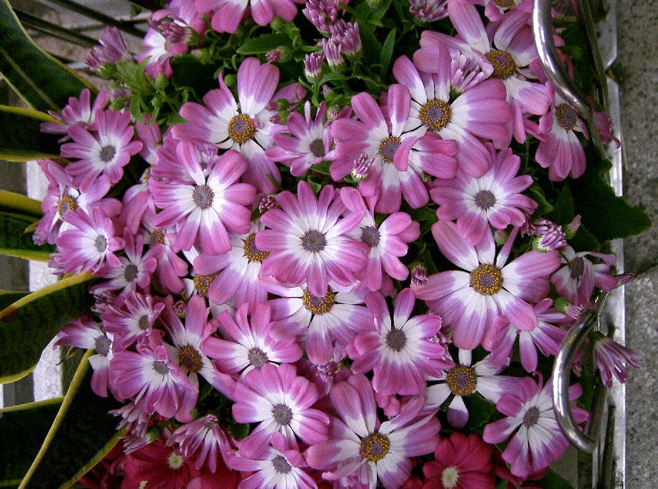 Flower and Leaves