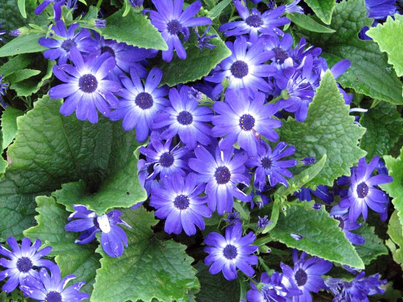 Flower and leaves