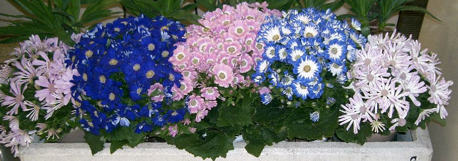 Multi-colored flowers