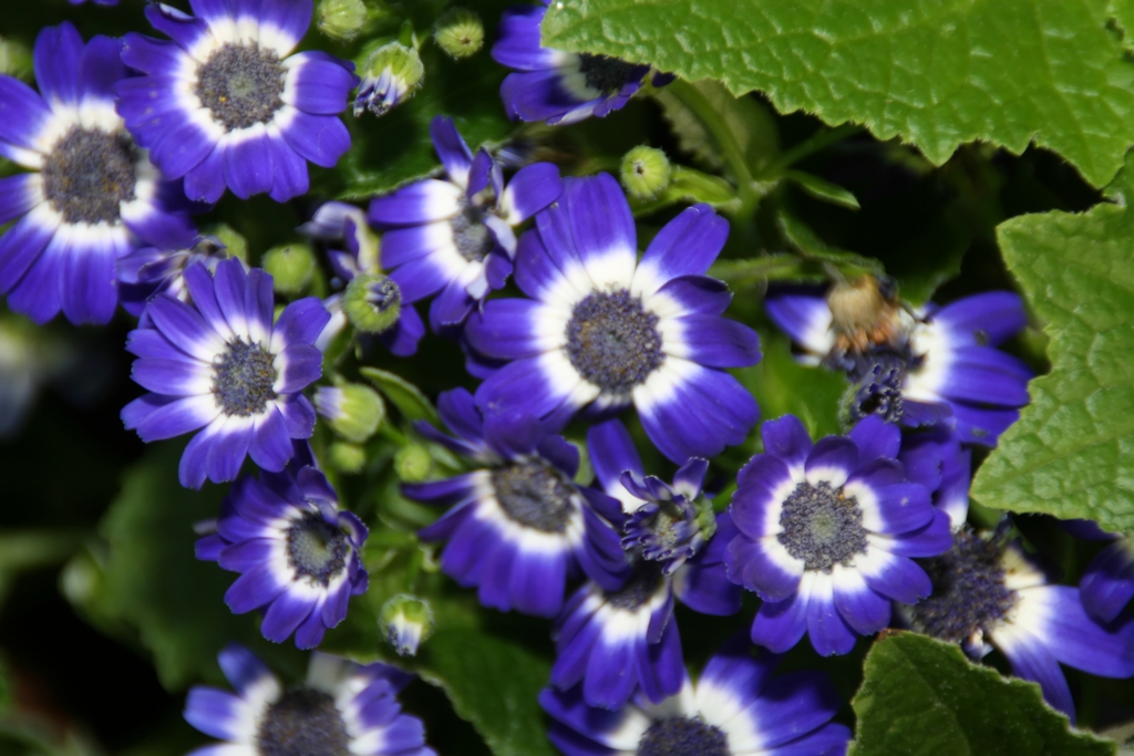 Flower and Leaves