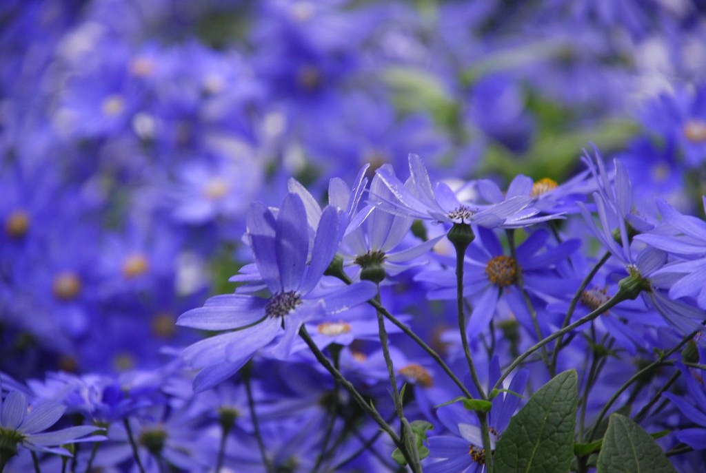 Stems and flowers