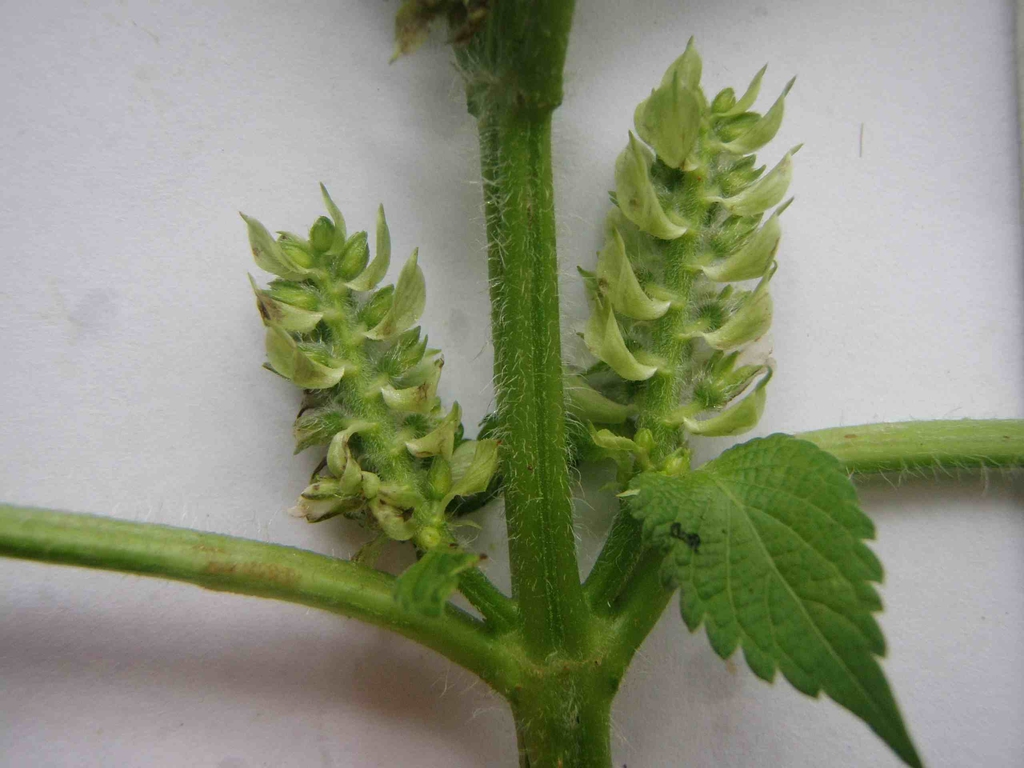 Stem and Leaves