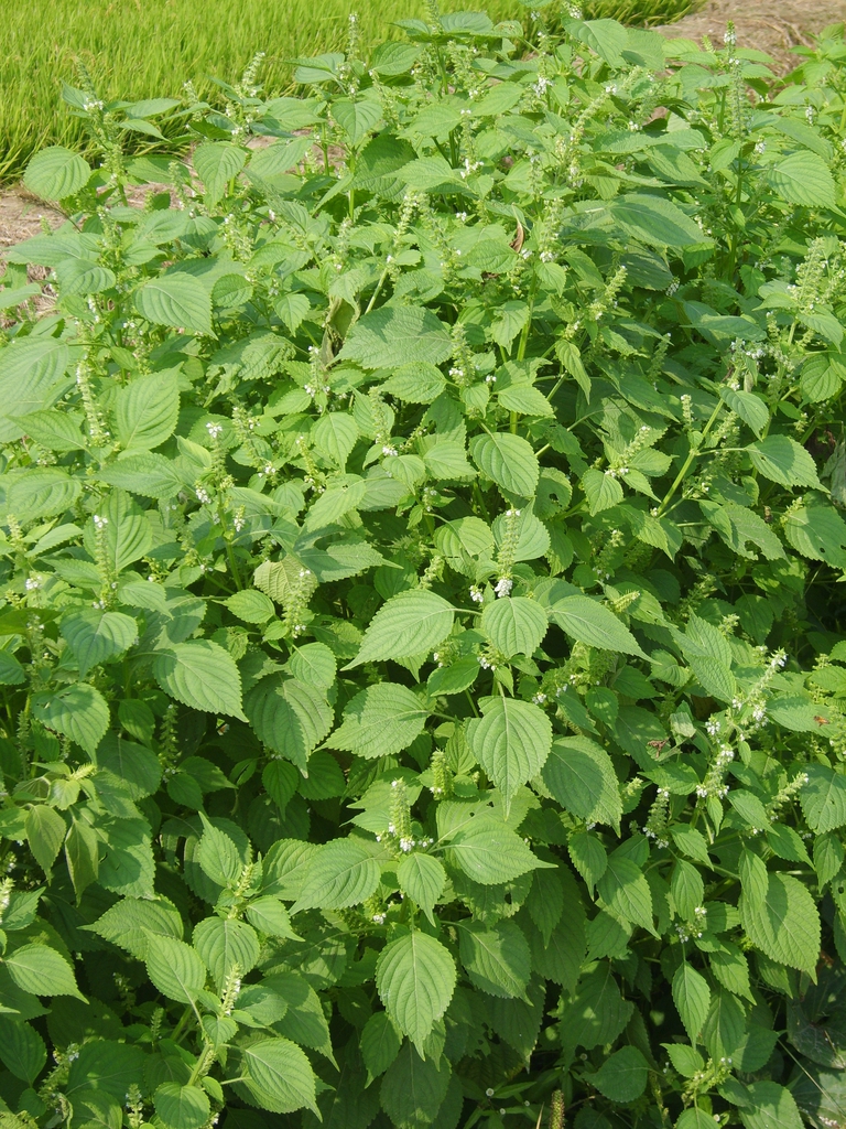 Form