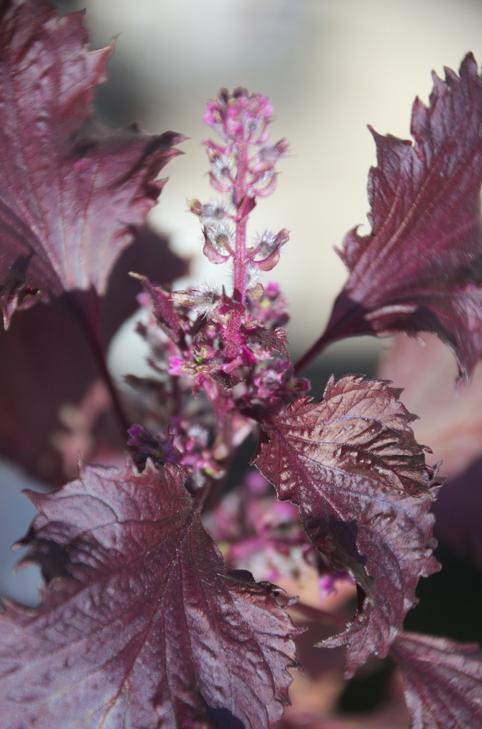 Leaves