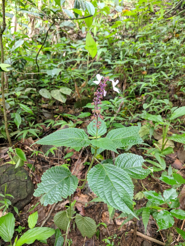 Form