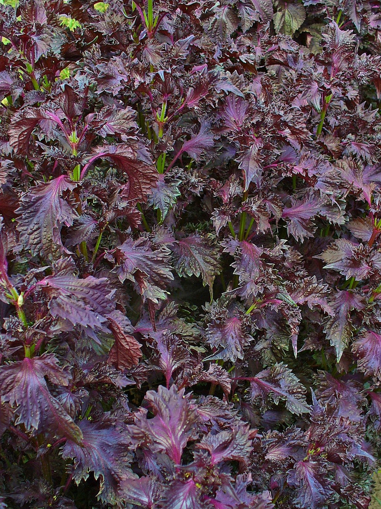 Form