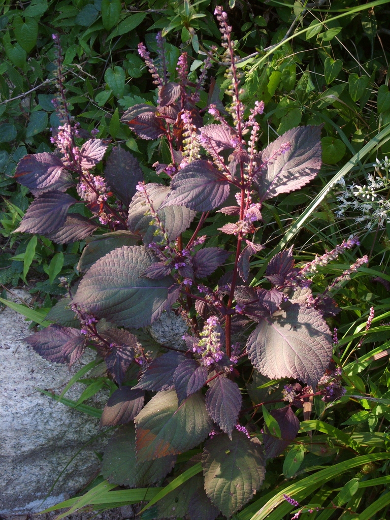 Form