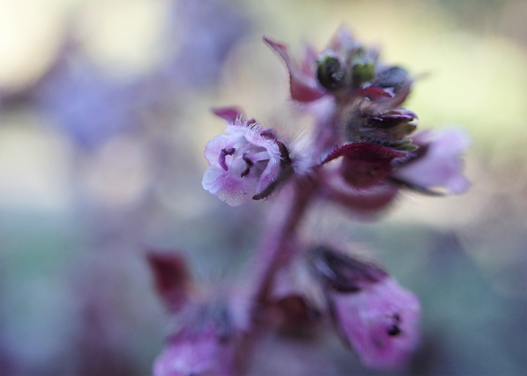 Stem and Flower