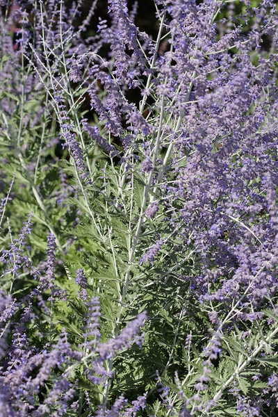 Branched purple inflorescence bearing purple flowers.
