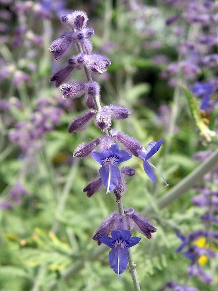 Close-up of purple, 2-lipped flowers