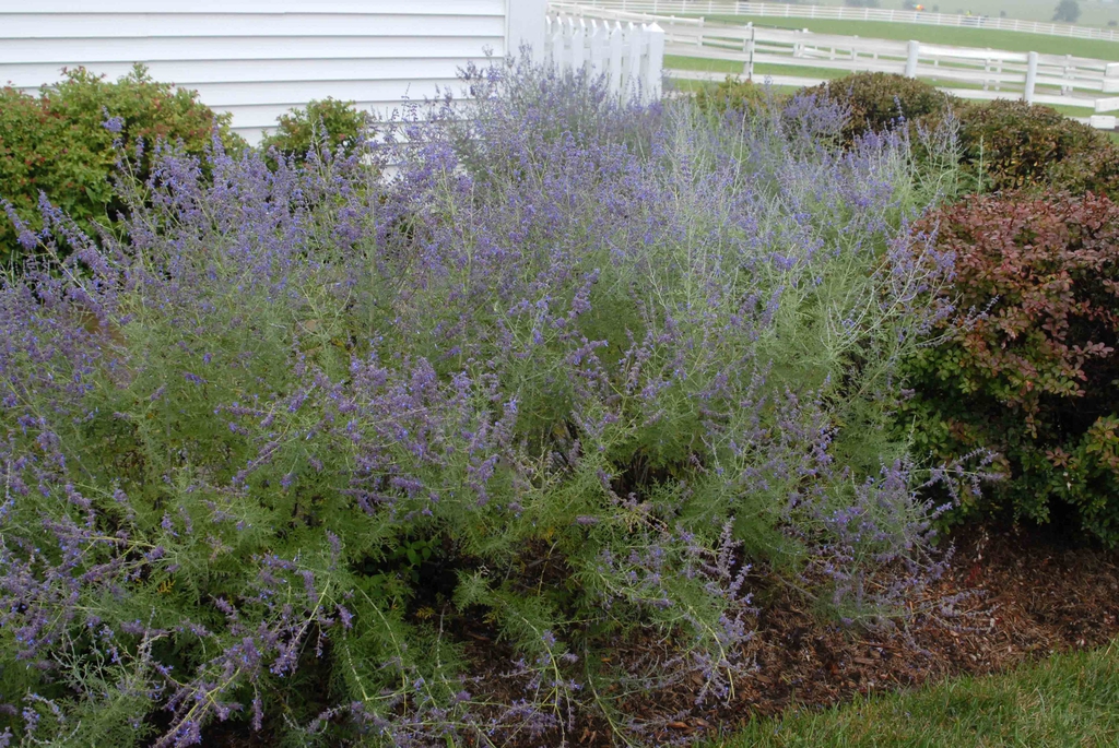 gray green foliage topped by airy purple inflorescences.