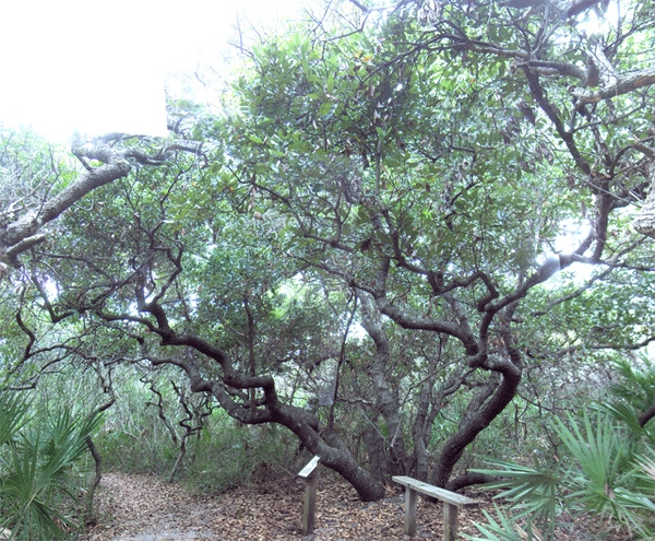 Tree dark bark, gnarled branches, and fine foliage