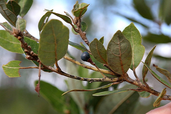 Leafy branch; leaves with brown hairs on underside.