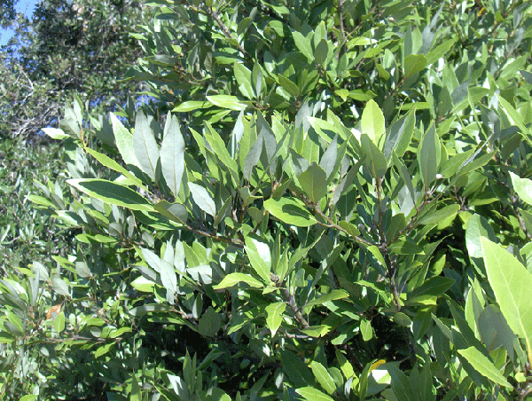 Leafy shrub