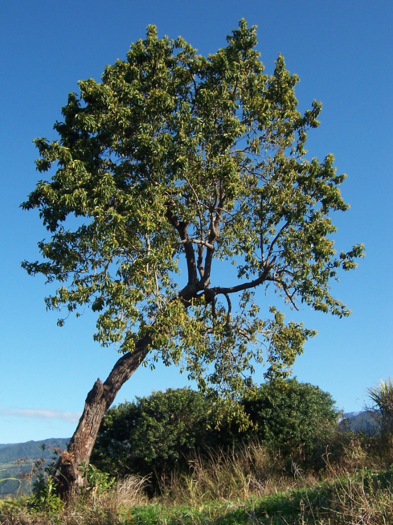 Form