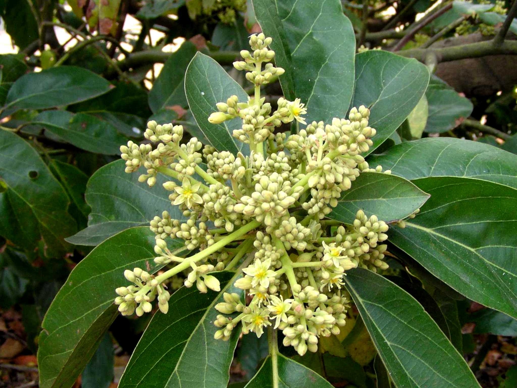 Leaves and Flower