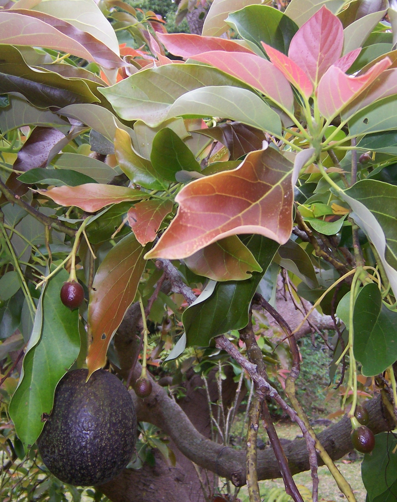 Fruit and Leaves