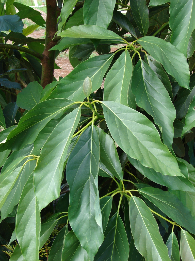 Leaves