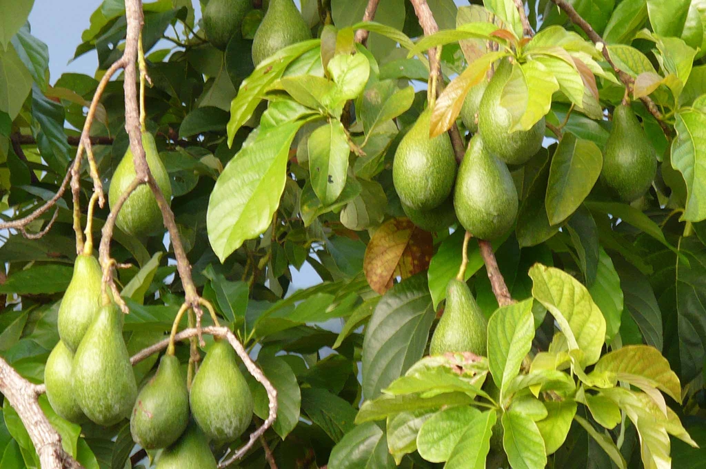 Fruit and Leaves
