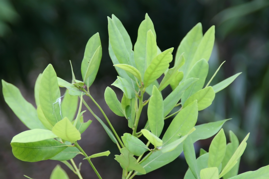 Leaves