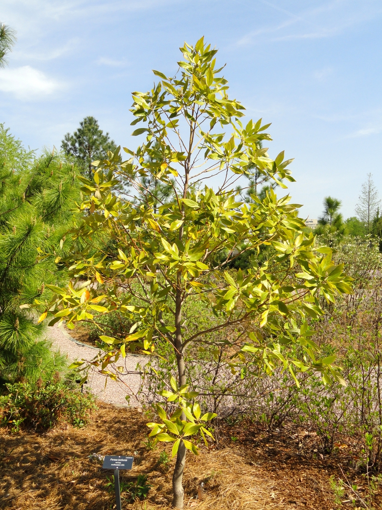 Small tree