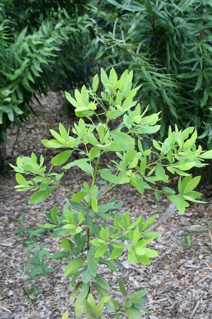 Small tree