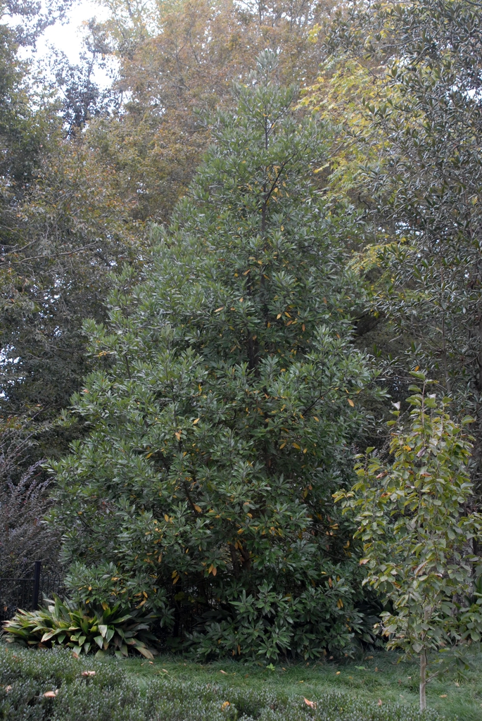 Tall, narrow tree with dark dense foliage